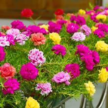 Flower Seeds - View 2