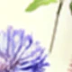 متعدد الألوان