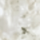 trắng