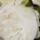 White Peony Vines
