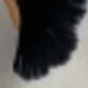 beige negro