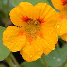 Flower Seeds - View 1