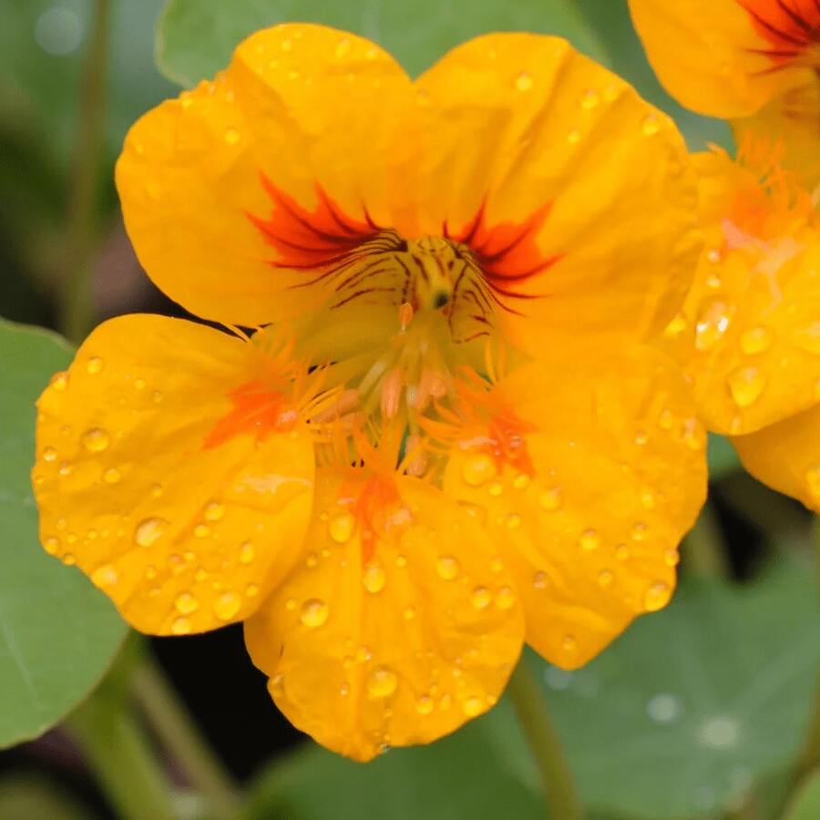 Flower Seeds - View 1