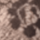 5024 Dây leo hoa màu đen