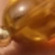 Marrón