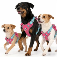 Bộ dây dắt chó nhỏ có thể điều chỉnh, kèm túi đựng thẻ ID và tay cầm, áo vest và dây xích, áo vest có đệm thoáng khí, chống kéo giật với 4 điểm điều chỉnh, phù hợp cho chó nhỏ/trung bình đi dạo ngoài trời. Tay cầm điều khiển tầm gần giúp kiểm soát ở khoảng cách gần để tránh va chạm, đồng thời hỗ trợ chó leo cầu thang hoặc vượt chướng ngại vật. - Màu Hồng Tươi - Xem 5
