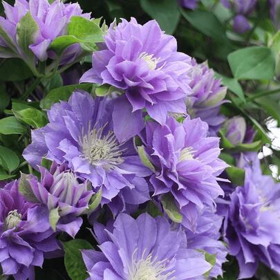 Flower Seeds