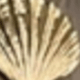 Dorado