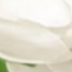1 bó hoa tulip cầm tay