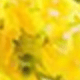 Màu vàng