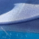 海豚