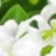 trắng