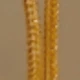 Dorado