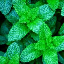 999 Graines de Menthe pour la Plantation – Herbe de Menthe Verte Ancienne, Sans OGM, Graines de Jardin Pérennes pour l'Intérieur et l'Extérieur, Arôme Frais - Voir 4