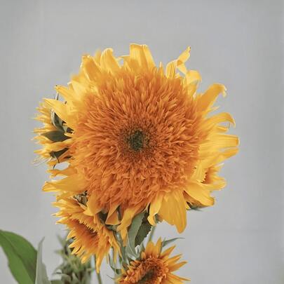 150 Flower Seeds--Sunflower, Outdoor Perennial Flowers, Perennial Ground Cover Plants, Creeping Lawns, Outdoor Indoor Plants, Planting Flowers, Garden Gardening, Suitable For Plant Lovers As A Gift Of Nature