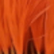 quả cam