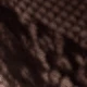 الأسود
