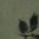 màu xanh lá