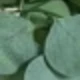 Green Eucalyptus