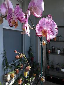 1/5/10入 瓢蟲蘭花夾，園藝植物支撐夾，用於固定莖部與藤蔓的蘭花夾，植物支撐用 - 多功能攀緣植物、蘭花與藤蔓夾，可重複使用，園藝裝飾 - 蘭花夾 - 查看 3