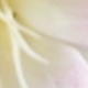 彩色