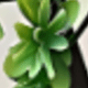 白色