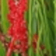 Đỏ