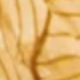 ELM
