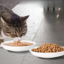 4pcs Ceramic Cat Feeding Bowl Set, Rabbit Pattern Ceramic Feeding Bowl, Multi-Piece Ceramic Cat Feeding Bowl, Wide Shallow Bowl Rim Whisker Friendly, Suitable For Multi-Cat Households, Suitable For Cats And Small Dogs, Microwave And Dishwasher - 1L - View 6