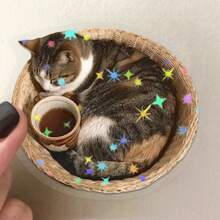 8个卡通猫透明表情符号MEME星星覆膜装饰贴纸，DIY会计贴纸，适用于吉他、笔记本电脑、行李箱等DIY防水贴纸，儿童贴纸，学习用品和返校用品 - 彩色 - 查看 3