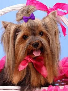 100/80/50/30/20/10/5/1pcs Random Color New Style Pet Bow Hair Clips Solid Color Multicolor Cute Hair Clips For Cats And Dogs - Multicolor - View 7