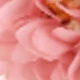 22431 Pink