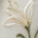 Flower Embroidery