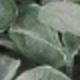 Trắng Xanh