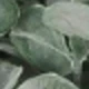 White Green