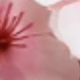 Hồng