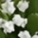 White Tulips + Baby's Breath