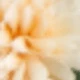Eucalyptus Chrysanthemums - 4pcs