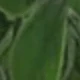 verde oscuro