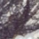 Dòng đen