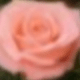 1pc