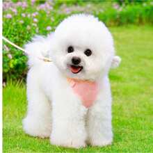 Dây xích đeo ngực cho chó cỡ nhỏ/vừa, dây xích đeo ngực cho Teddy, Pomeranian và các giống chó khác - Hồng - Xem 3