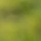 Aprikot
