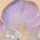 22481 Purple