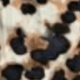 Leopard Print Shorts, Black Vest