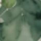 Pastel Green