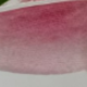 粉無點