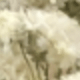 trắng xanh