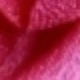 Rosa Fucsia