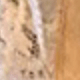 Màu be